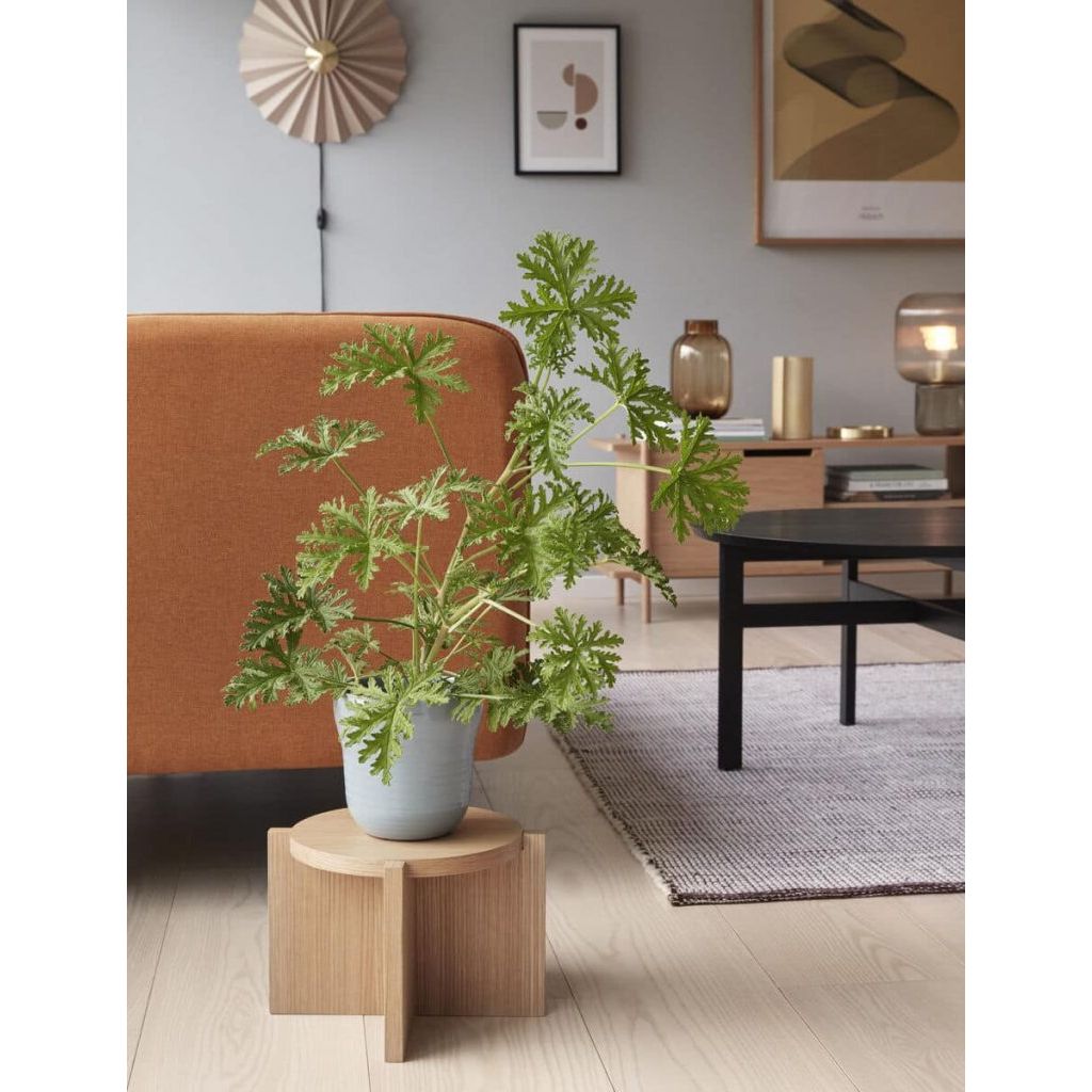 Nomand plant stand